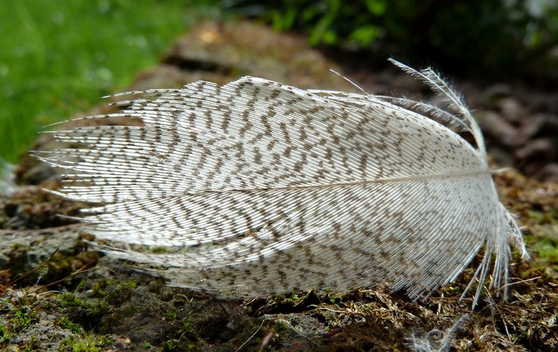 Piuma da identificare - Germano reale